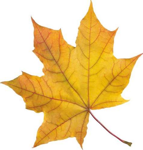 Leaf circle logo